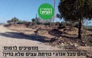 האם נובל אנרג'י כורתת עצים שלא כדין