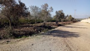 ערר כריתת עצים